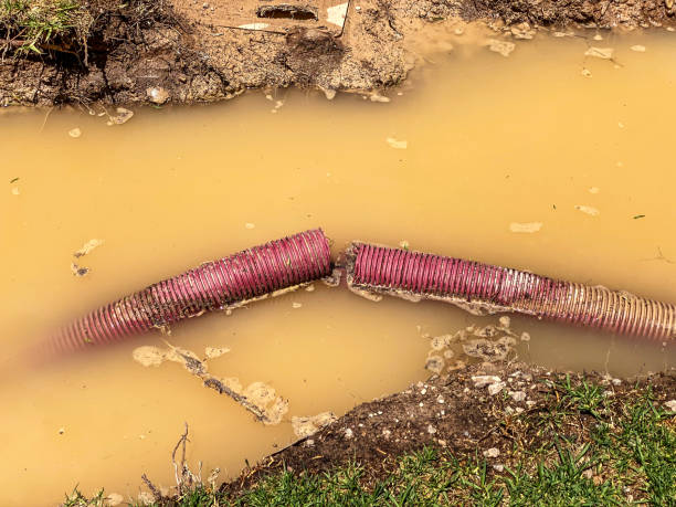 Best Mold removal after water damage  in Chester, IL